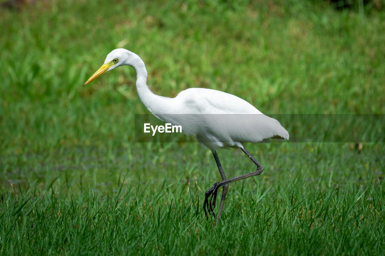 BIRD WALKING ON GRASS