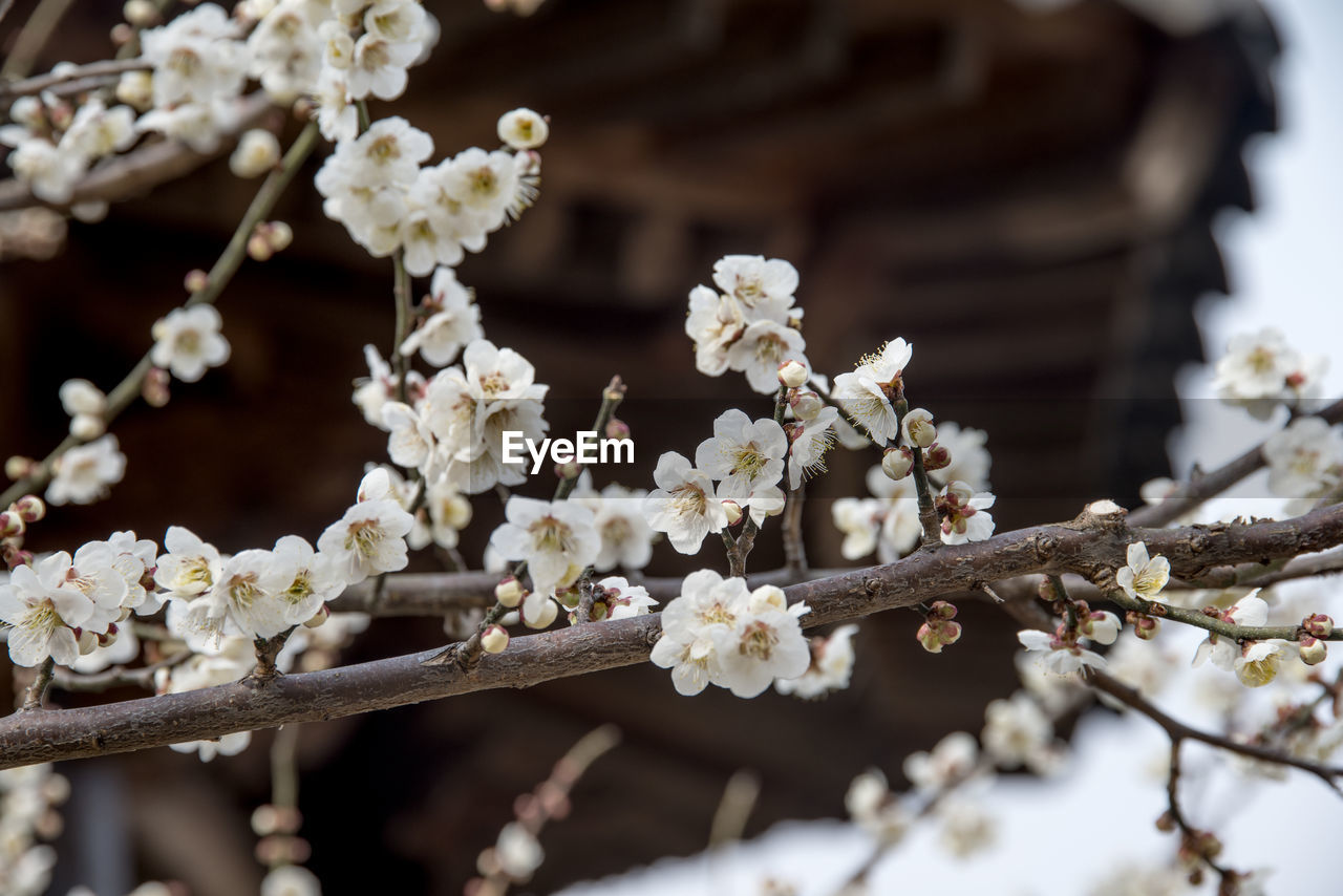 Close-up of white plum blossoms outdoors