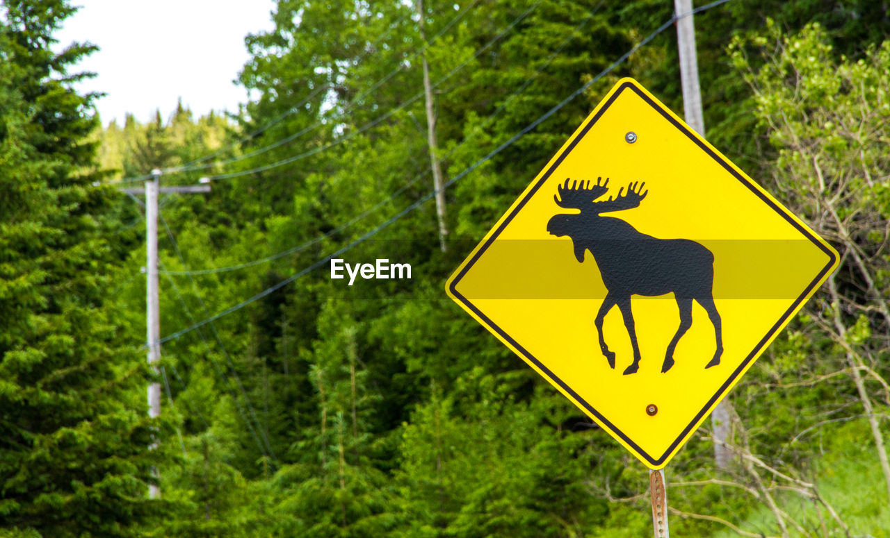 Close-up of road sign against trees