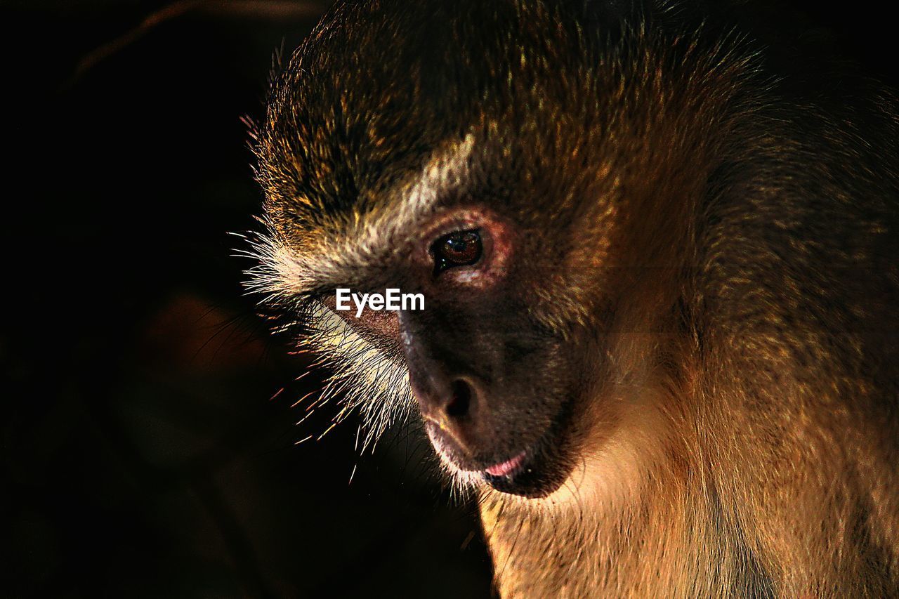 Close-up of a monkey over black background