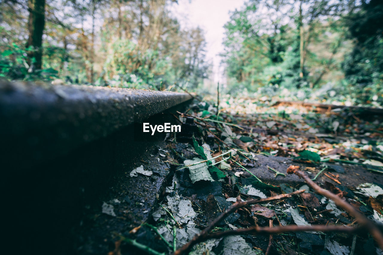 CLOSE-UP VIEW OF FOREST