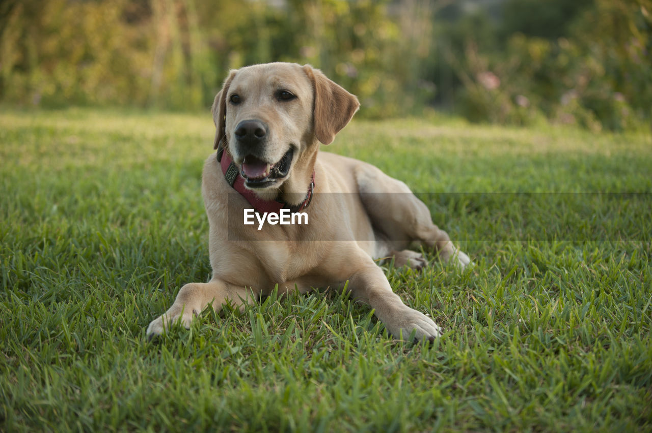 dog, canine, pet, one animal, mammal, domestic animals, animal themes, animal, grass, labrador retriever, plant, retriever, portrait, puppy, nature, relaxation, no people, weimaraner, day, facial expression, outdoors, green, carnivore, looking at camera, sitting, young animal, purebred dog, sticking out tongue, happiness