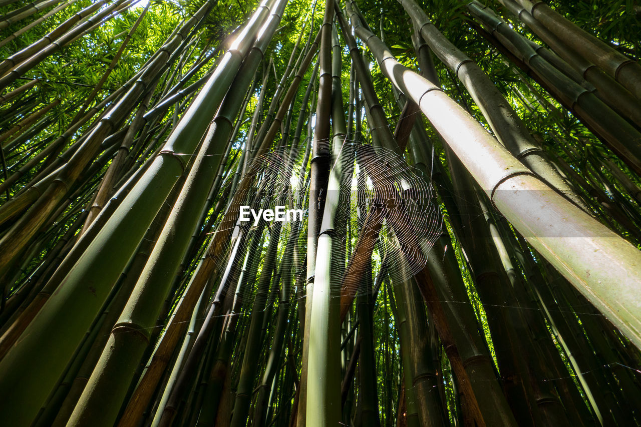 Low angle view of bamboo trees in forest