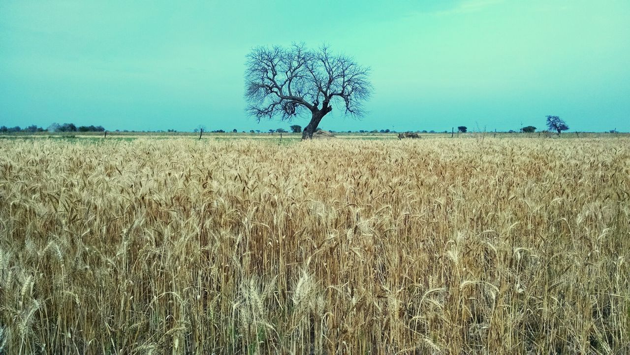 Lone bare tree on landscape against clear sky