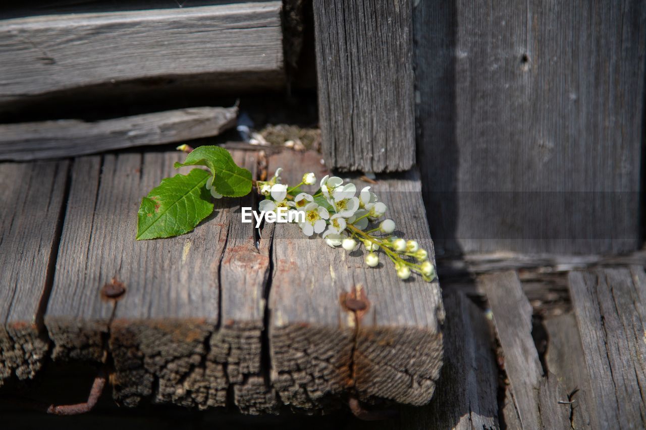 HIGH ANGLE VIEW OF PLANTS GROWING ON WOODEN FENCE