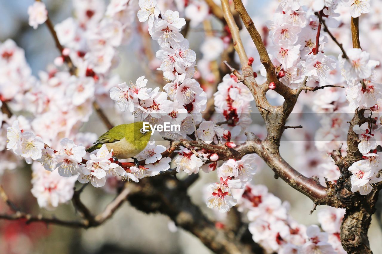 Close-up of bird in plum blossom