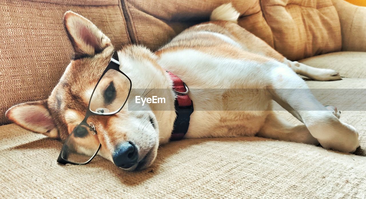 PORTRAIT OF A DOG RESTING ON FLOOR AT HOME