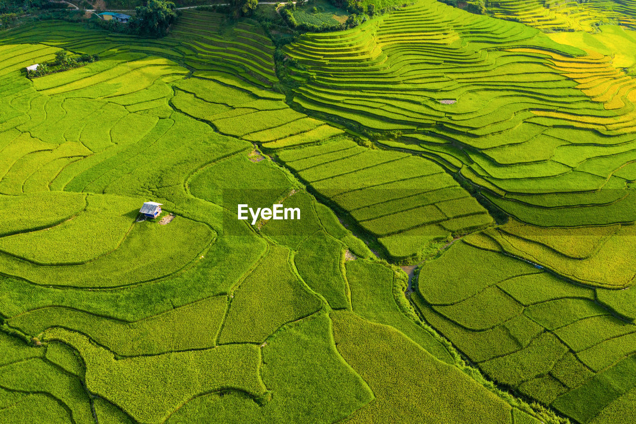 HIGH ANGLE VIEW OF AGRICULTURAL FIELD