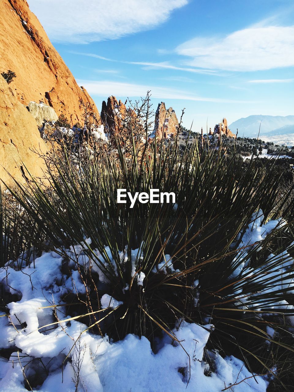 PLANTS ON SNOW COVERED LANDSCAPE AGAINST SKY