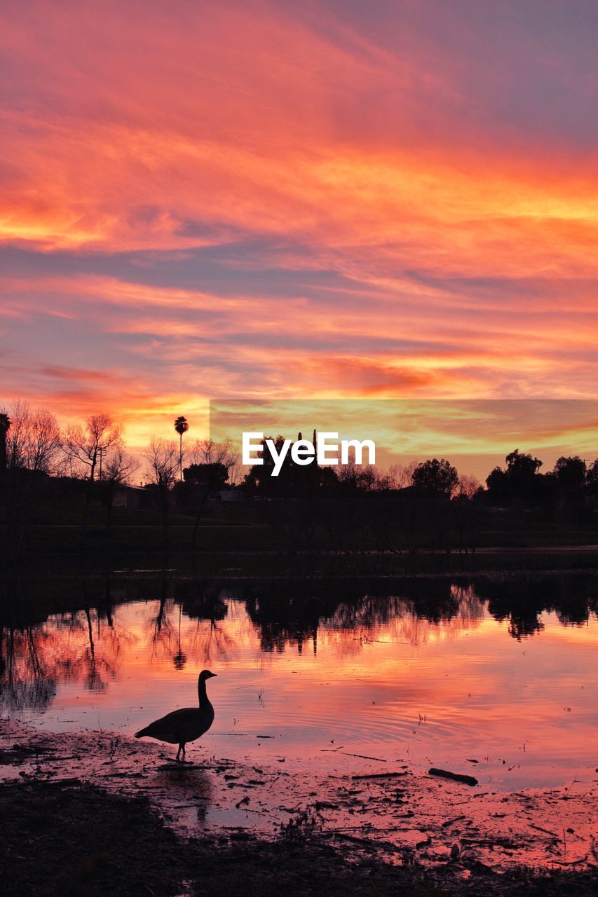 SILHOUETTE BIRDS IN LAKE AGAINST ORANGE SKY