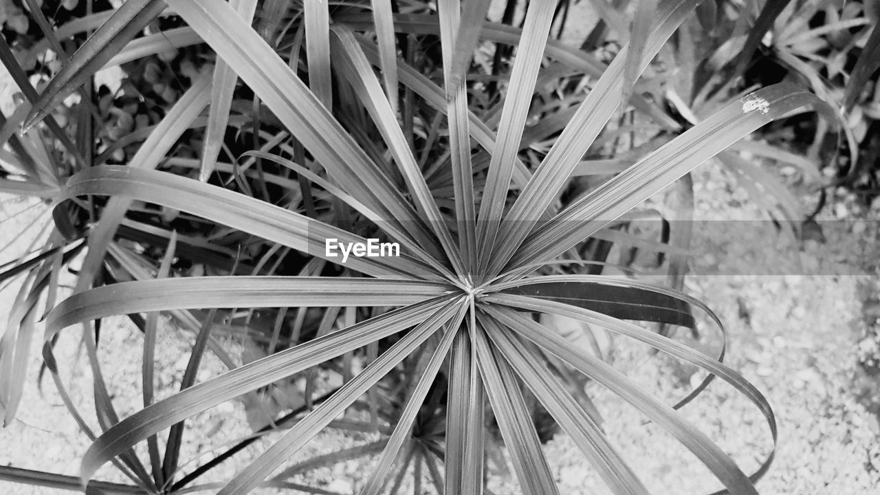 Full frame shot of plants growing on field