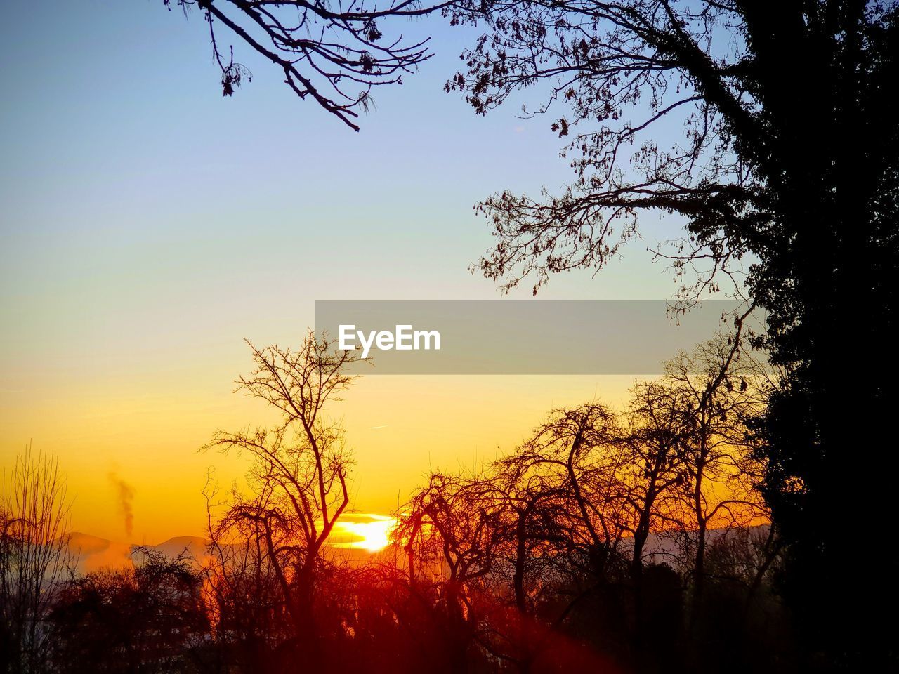 SILHOUETTE BARE TREES AGAINST ORANGE SKY