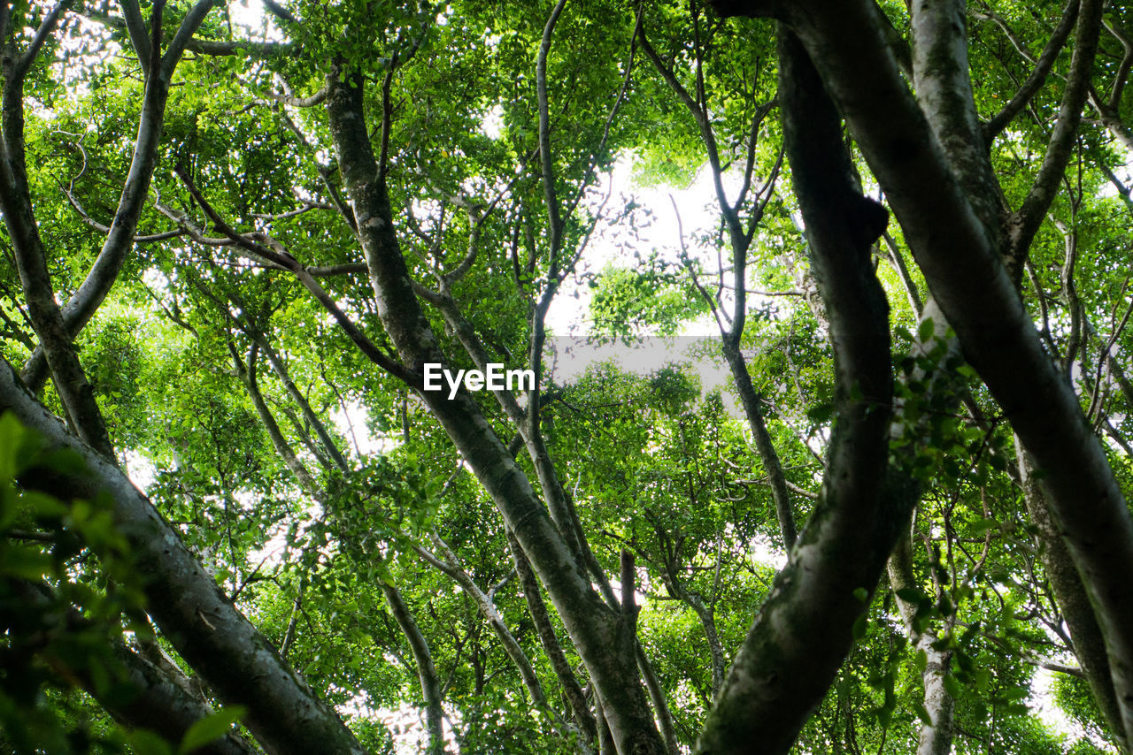 Low angle view of trees in forest