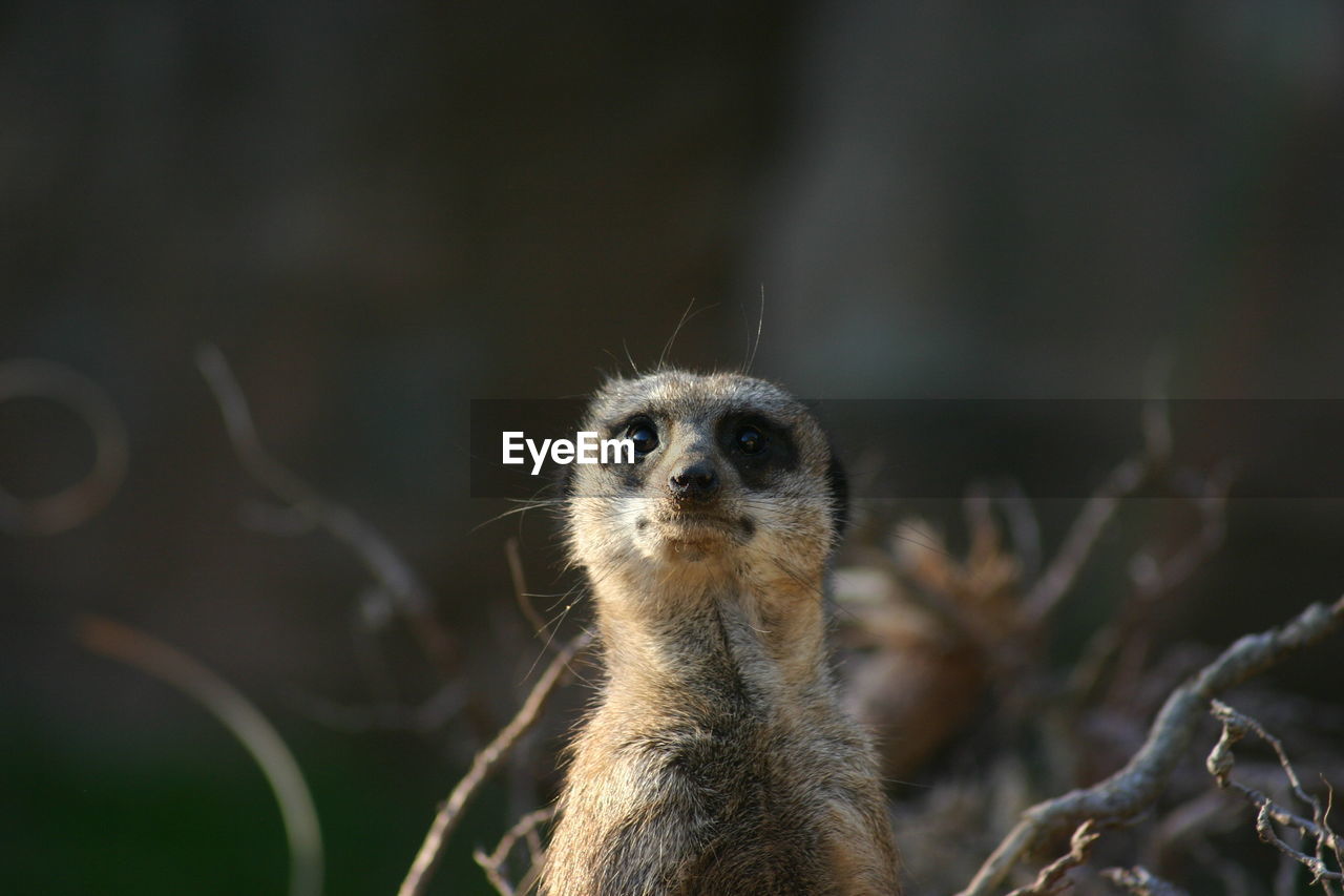 Portrait of a meerkat 