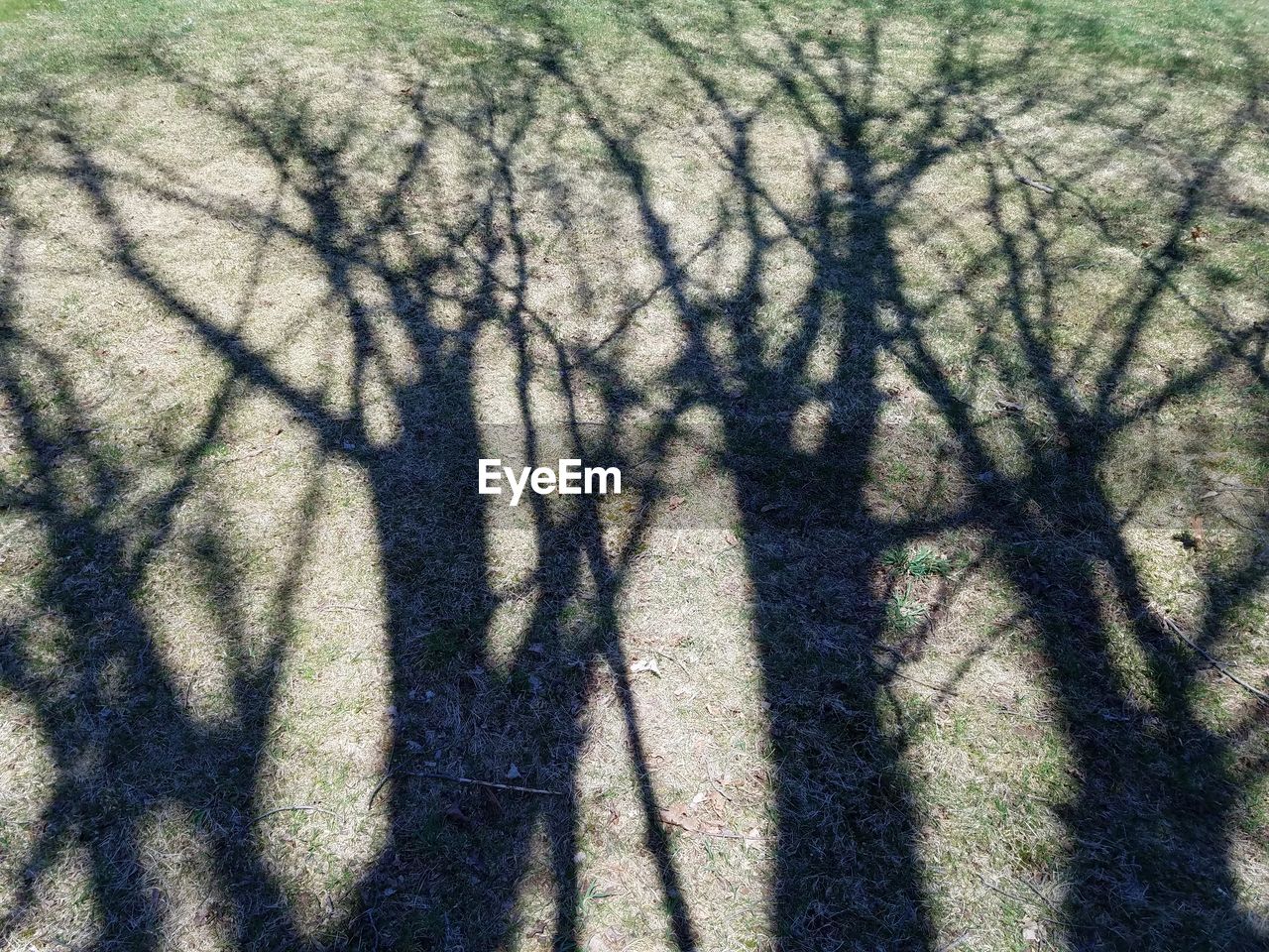 SHADOW OF BARE TREE IN THE FOREST