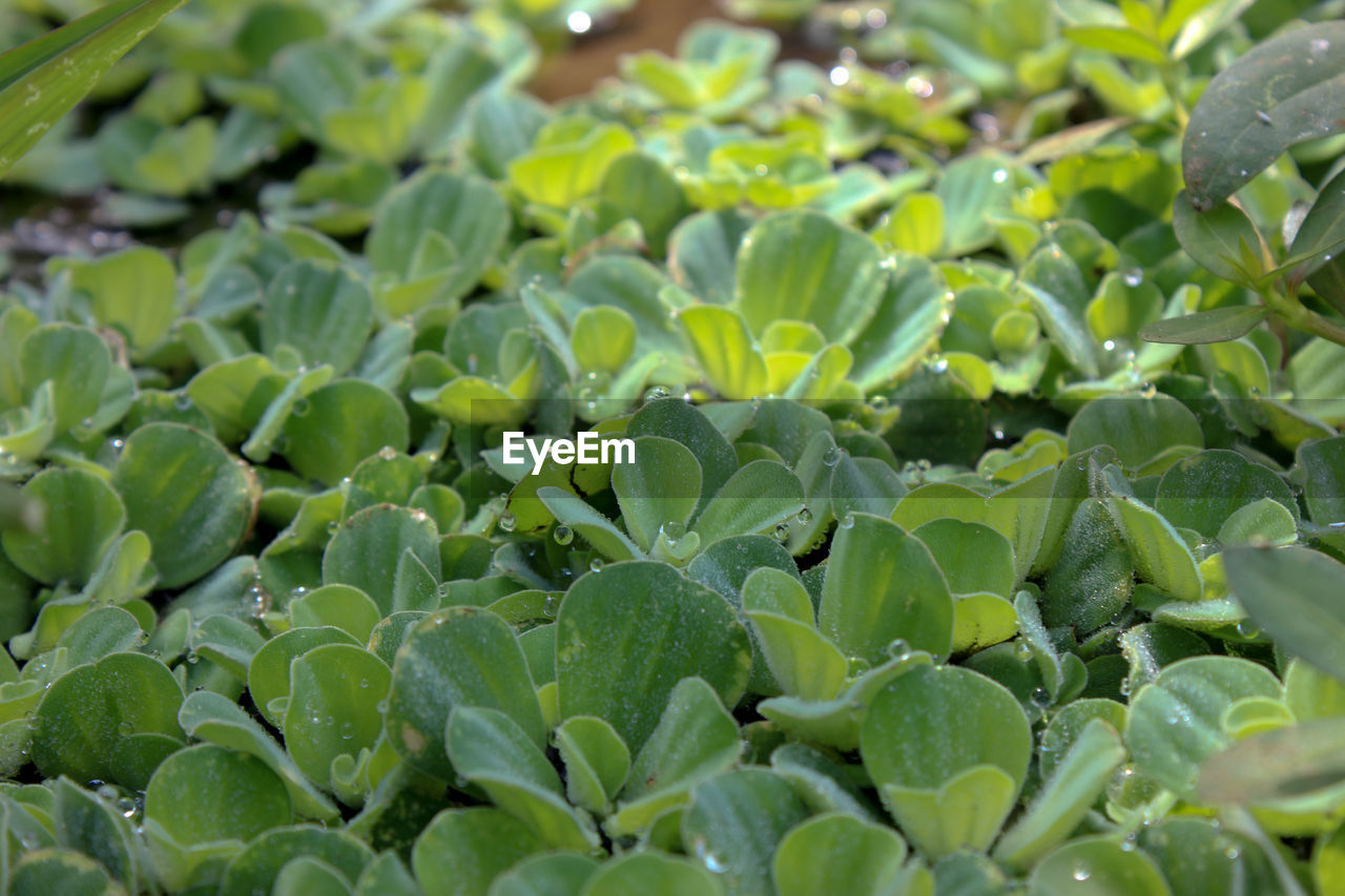 FULL FRAME SHOT OF LEAVES