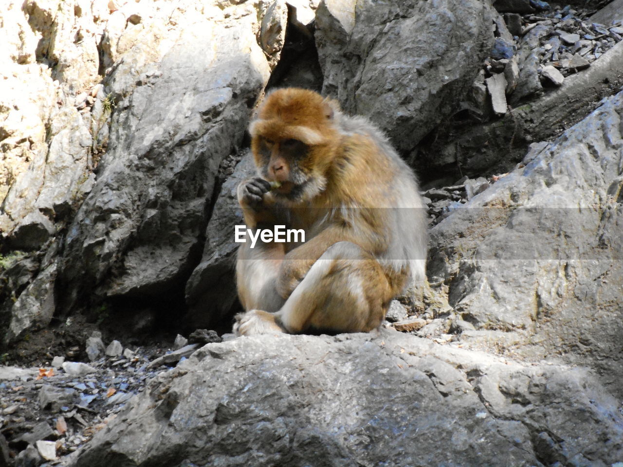 Monkey sitting on rock