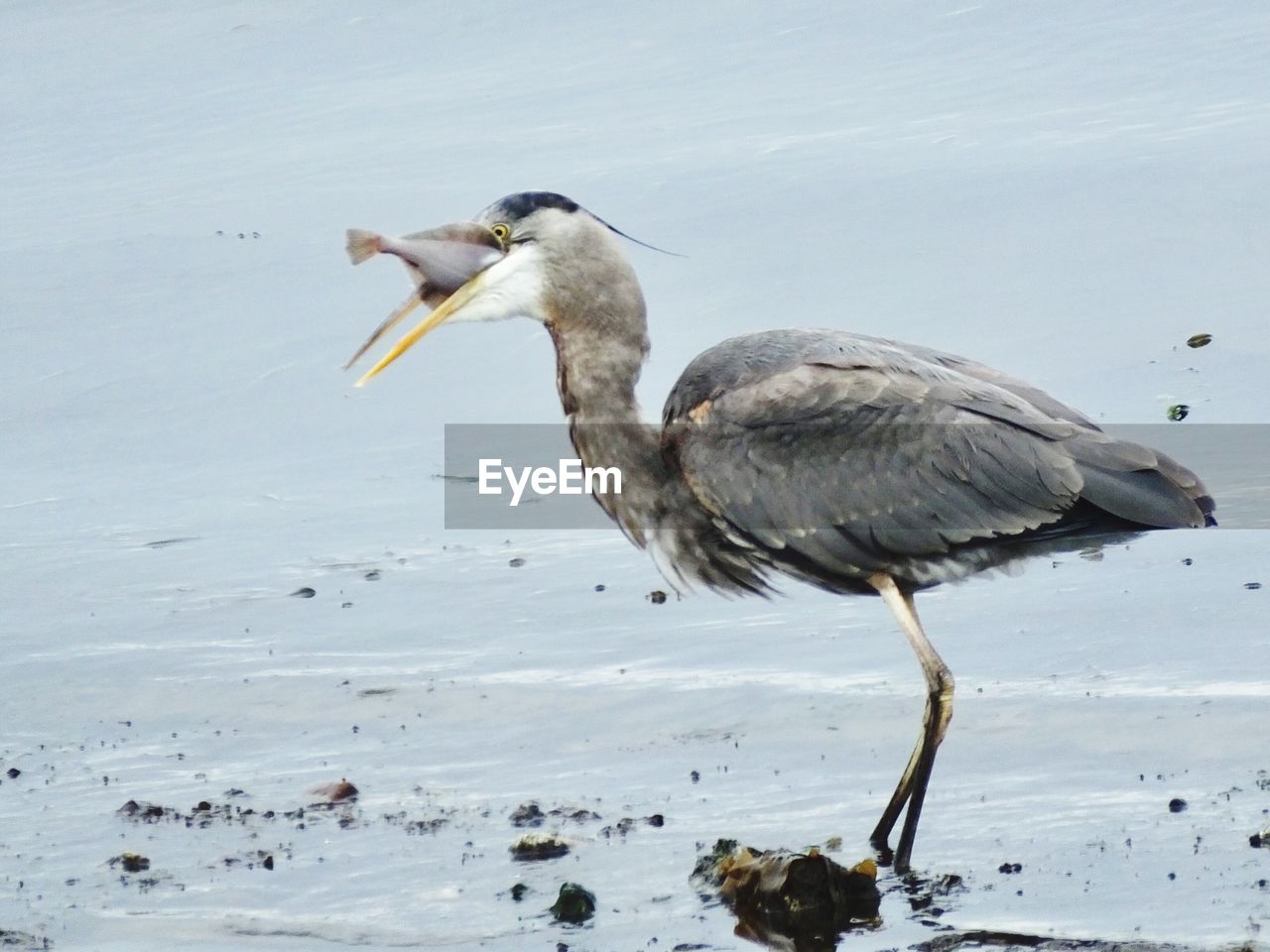 HIGH ANGLE VIEW OF GRAY HERON