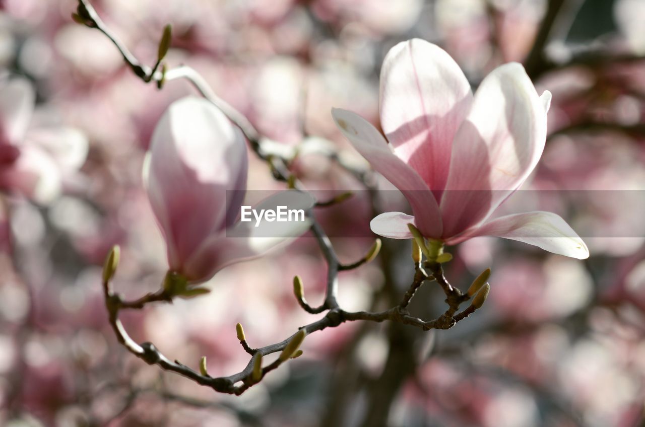 Close-up of pink cherry blossoms in spring