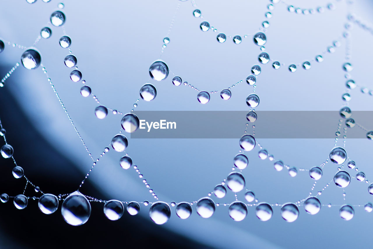 Close-up of water drops on spider web