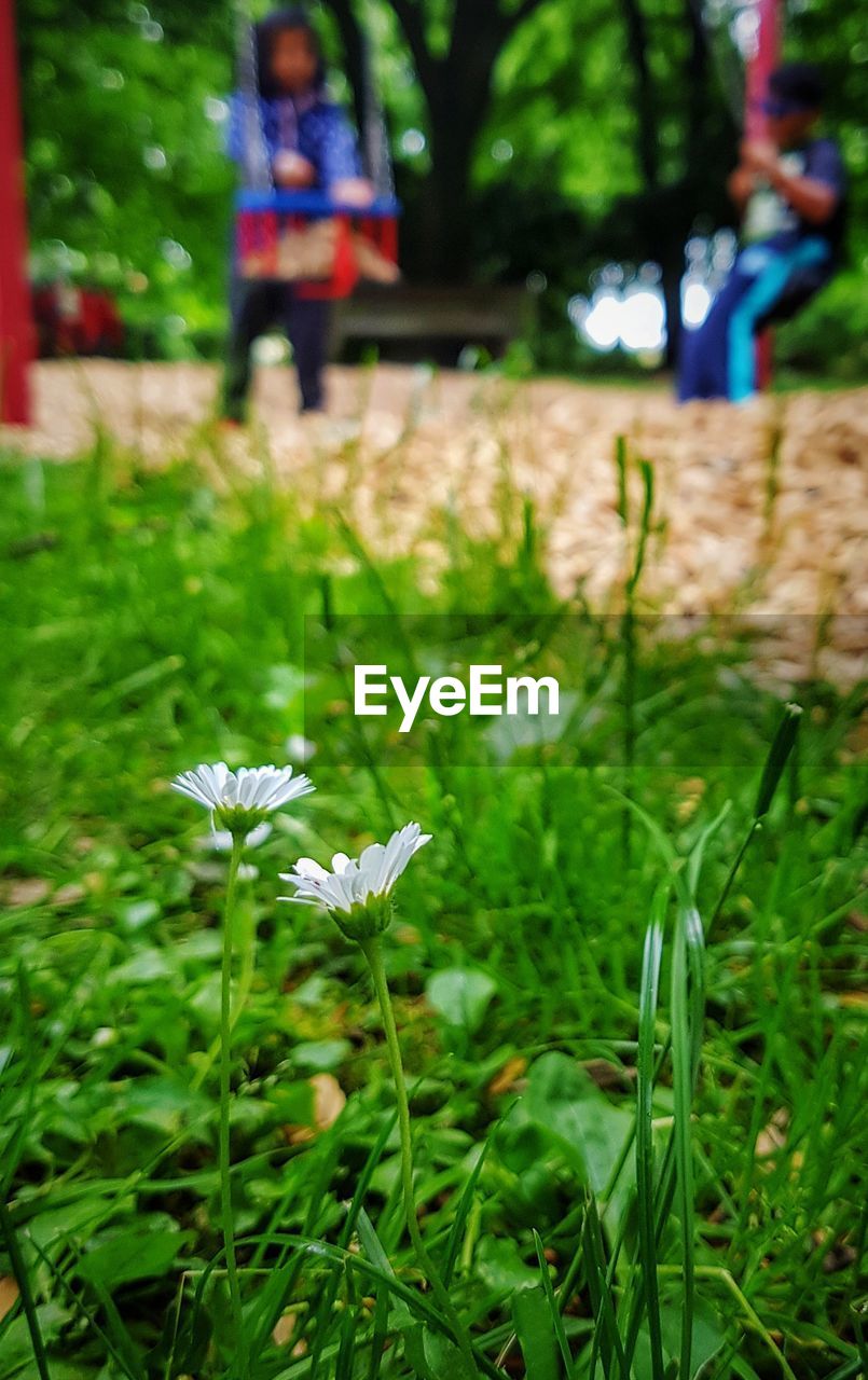 CLOSE-UP OF FLOWER BLOOMING IN FIELD