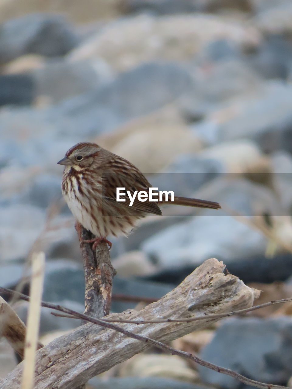 CLOSE-UP OF A BIRD PERCHING ON BRANCH