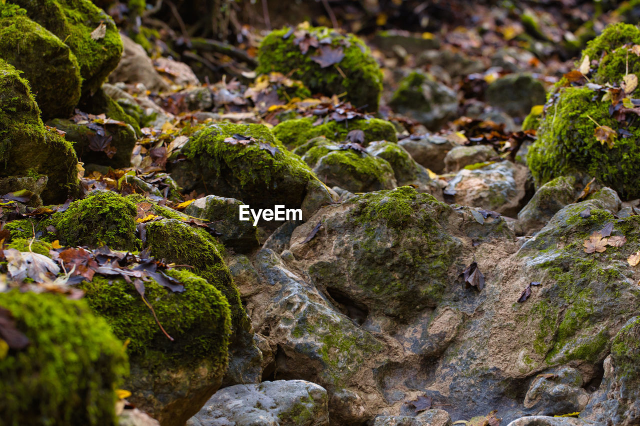 Close-up of moss growing on rock