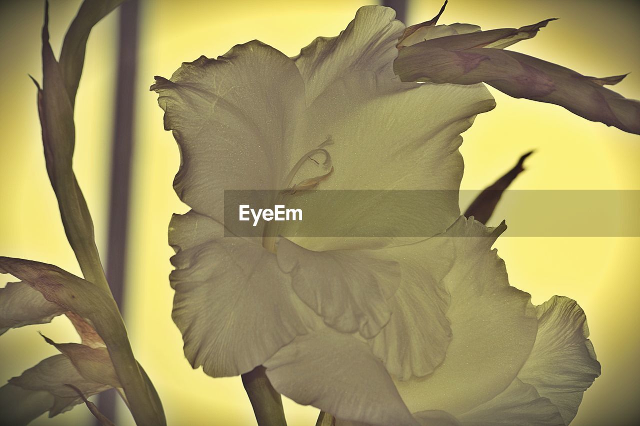 MACRO SHOT OF YELLOW ROSE