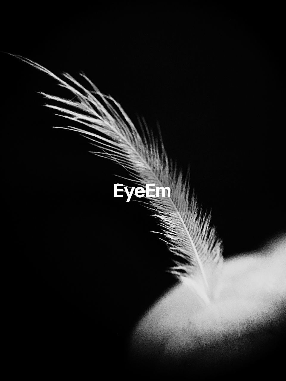 CLOSE-UP OF FEATHER ON BLACK BACKGROUND