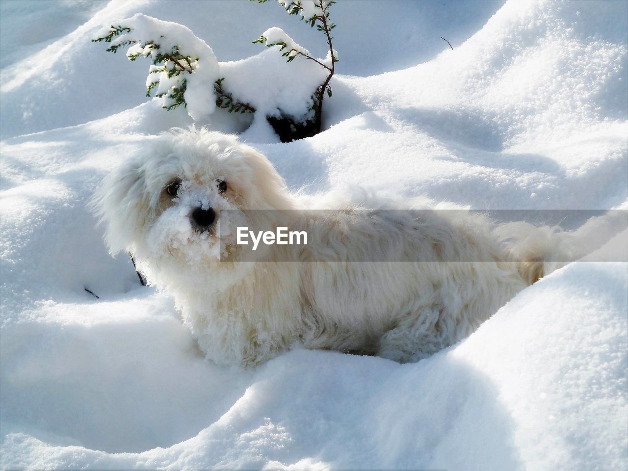 DOG IN SNOW