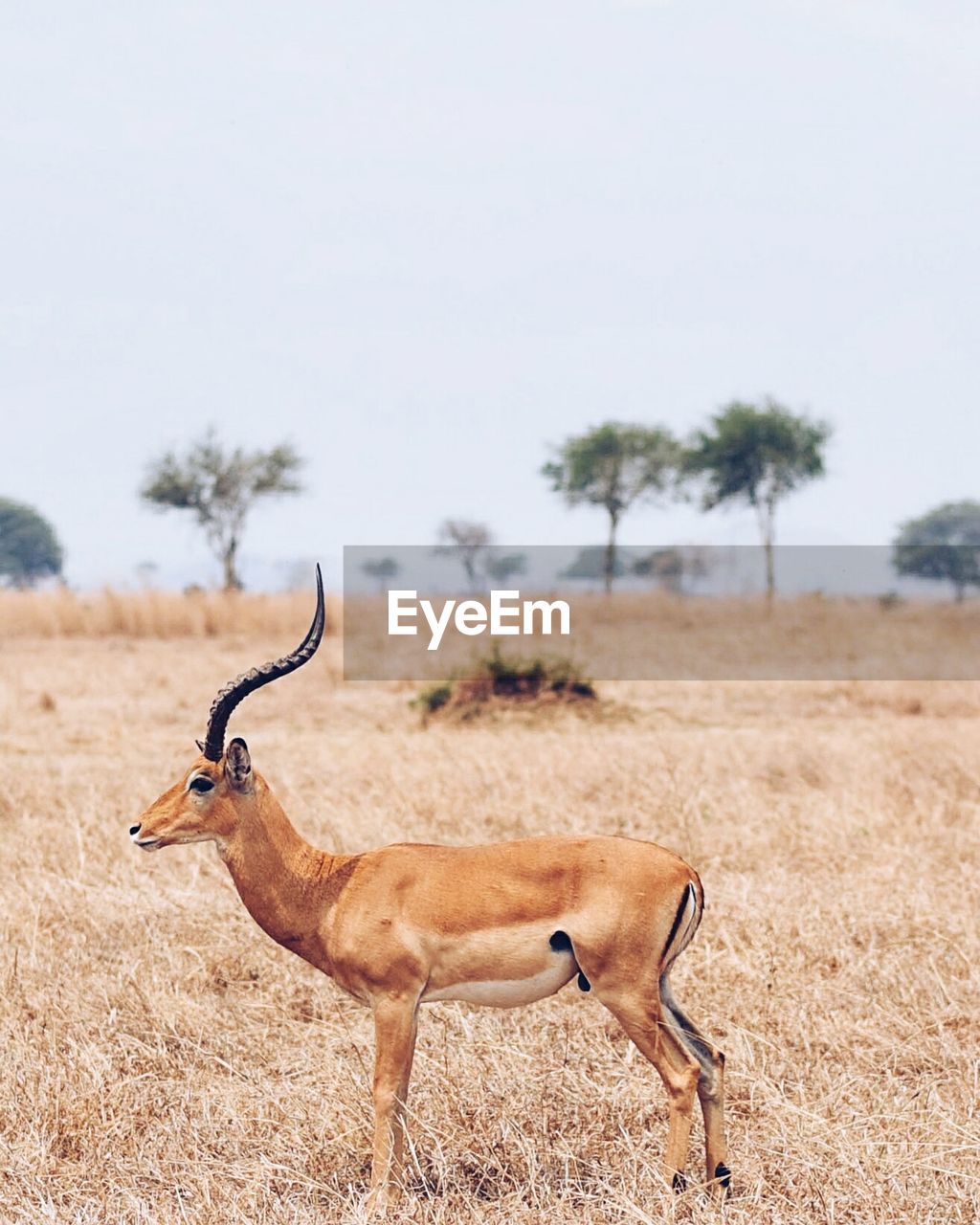 Side view of impala standing on grassy field against sky