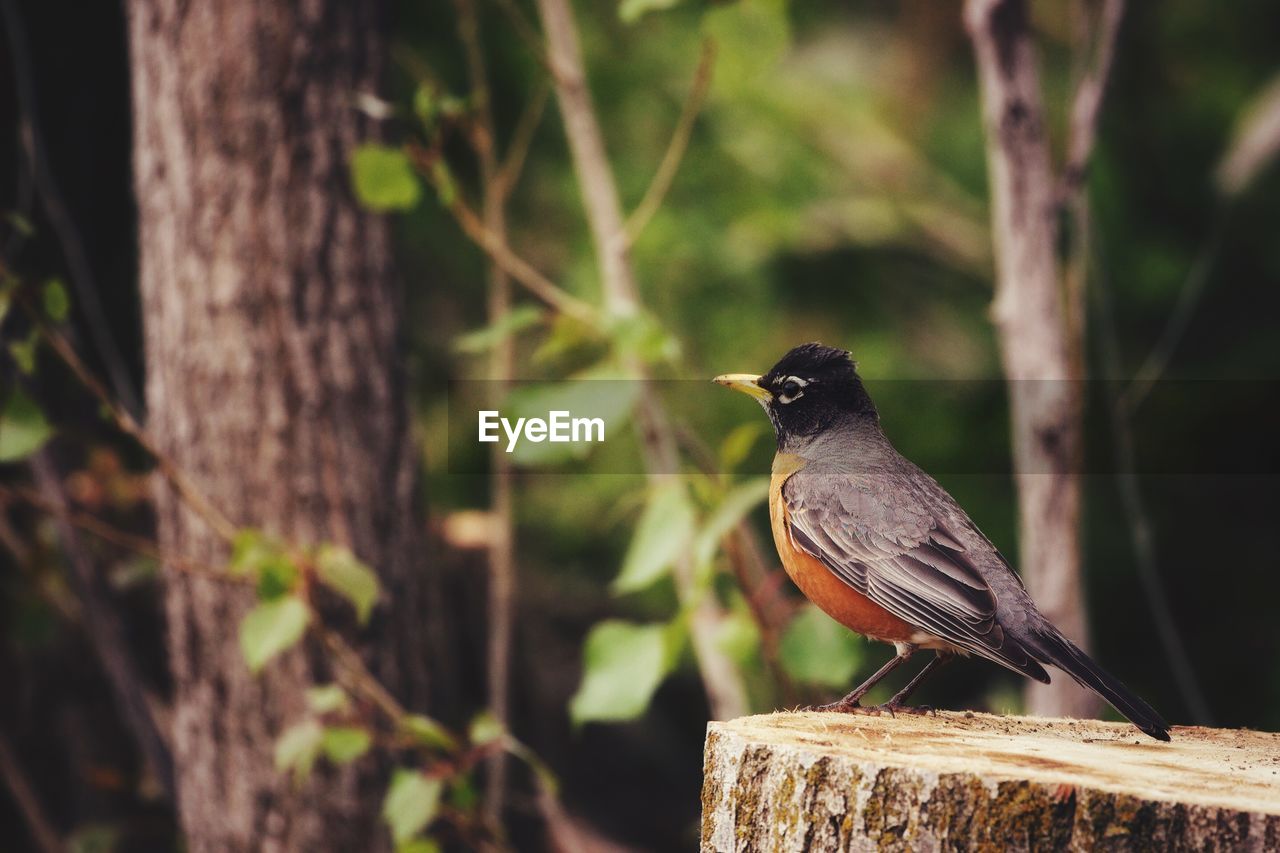 CLOSE-UP OF A BIRD PERCHING ON TREE