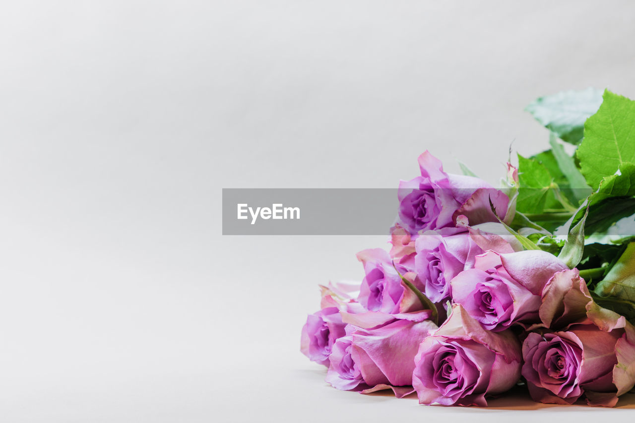 Bunch of purple, fresh roses on a white background.