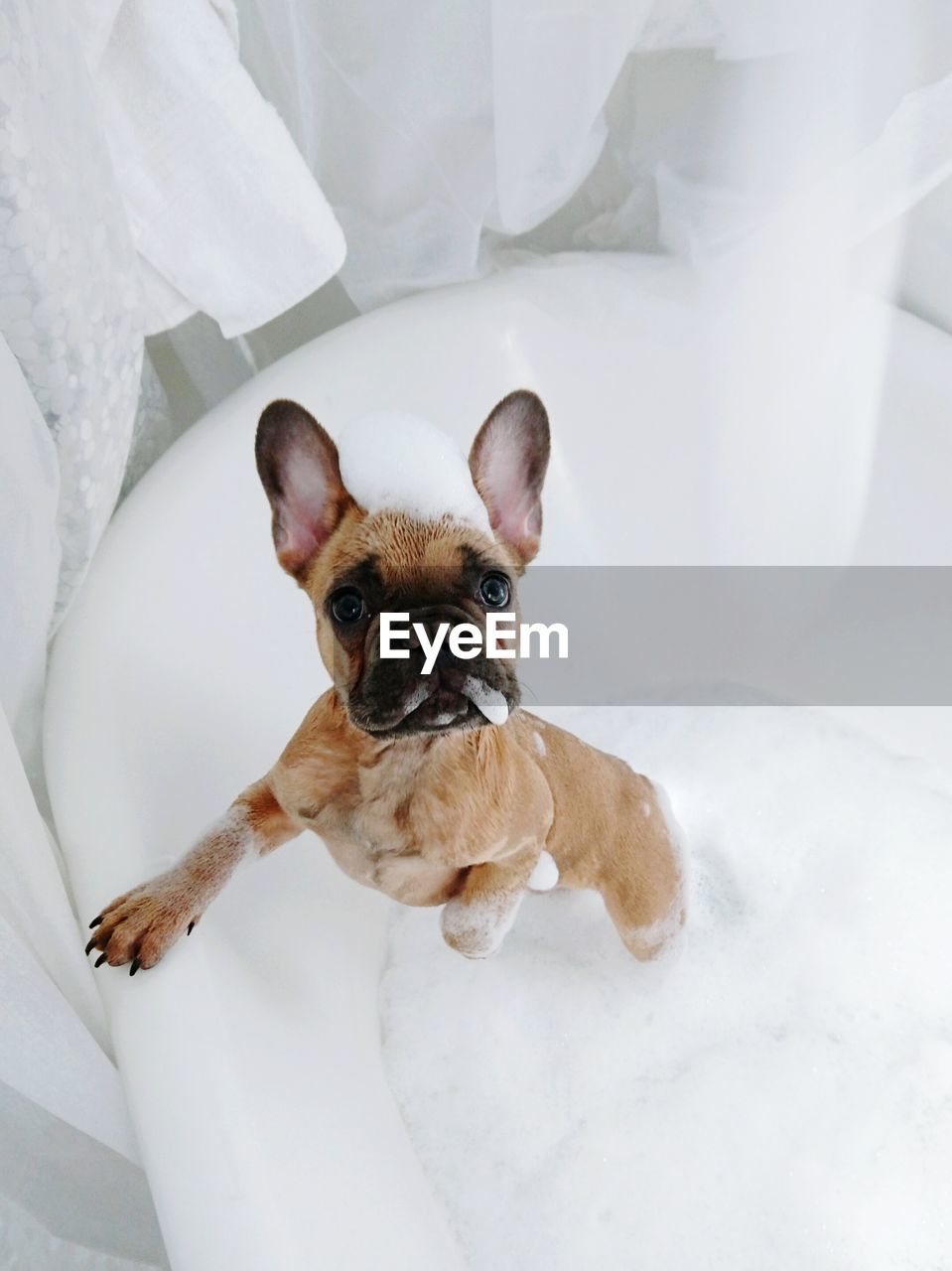 Dog in the bathtub