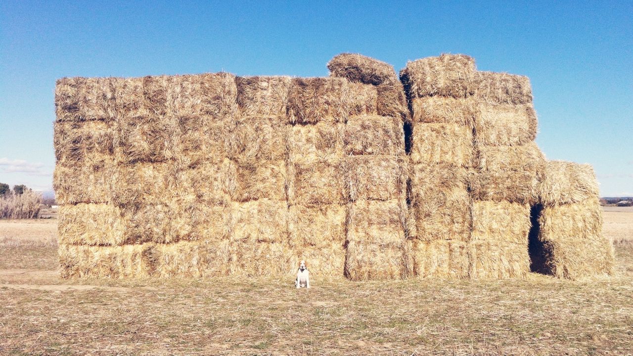 Straw bales stacked on field