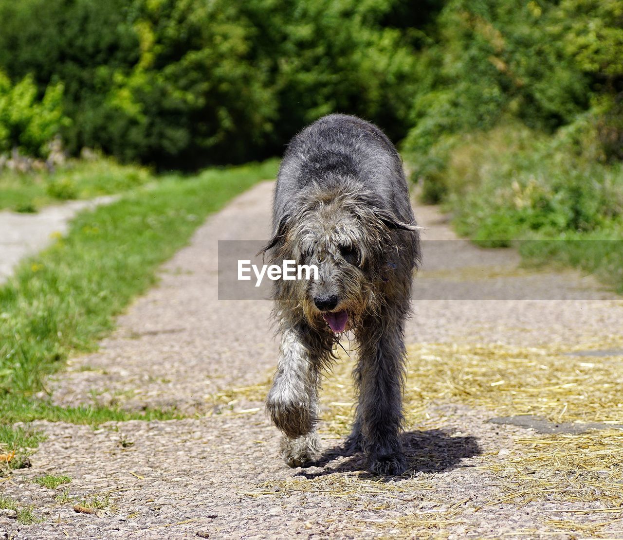 PORTRAIT OF DOG STICKING OUT TONGUE