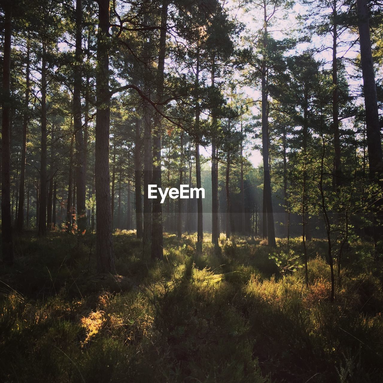 Sunlight streaming through trees in forest