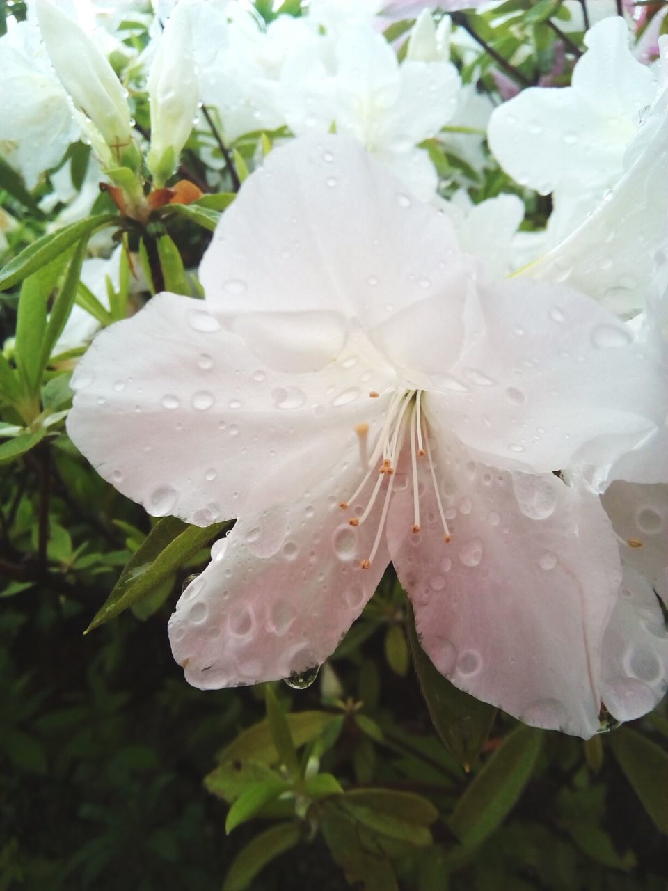 Close-up of wet white flowers blooming outdoors