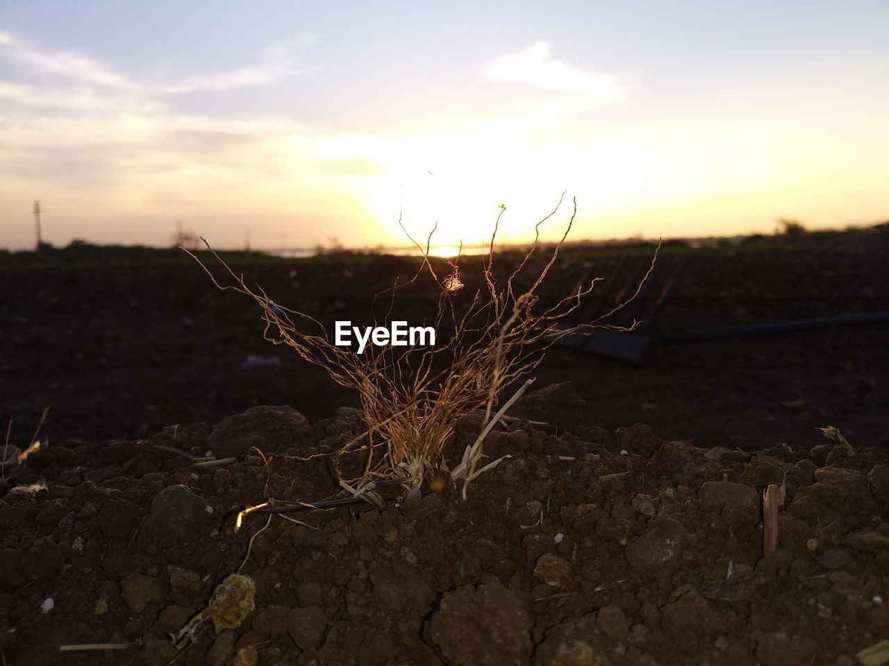 CLOSE-UP OF PLANT ON FIELD AGAINST SKY AT SUNSET