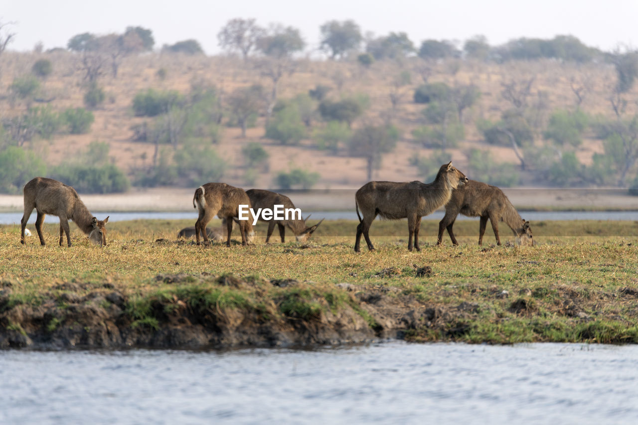 Waterbucks in a field