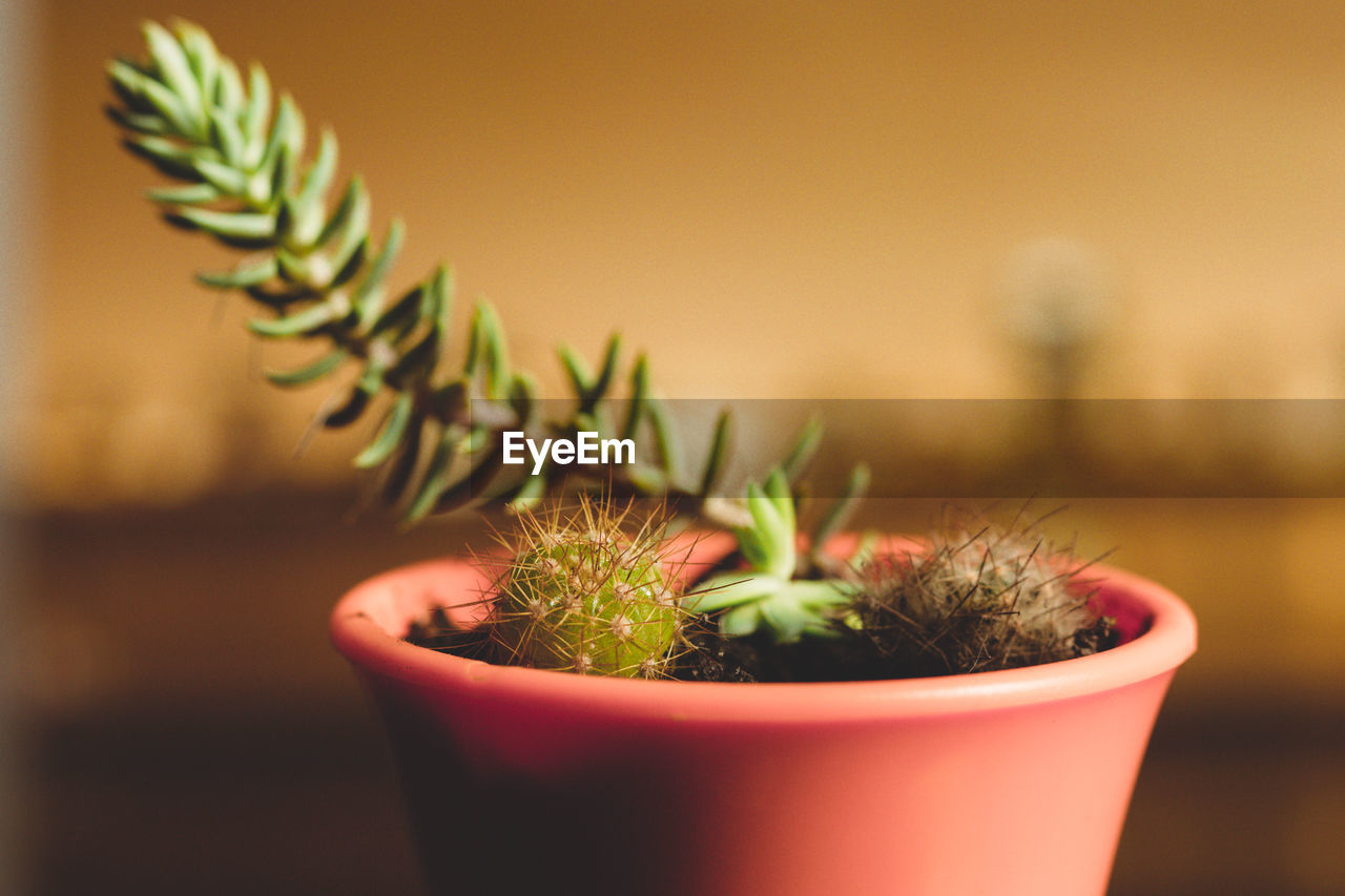 Close-up of potted plant