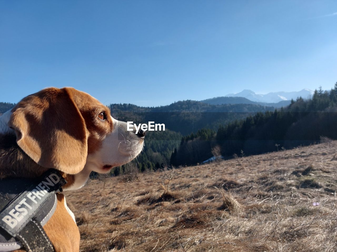 one animal, mammal, animal, animal themes, domestic animals, pet, canine, dog, sky, nature, mountain, no people, day, scenics - nature, tree, landscape, environment, land, copy space, sunlight, mountain range, animal body part, clear sky, outdoors, blue, beagle