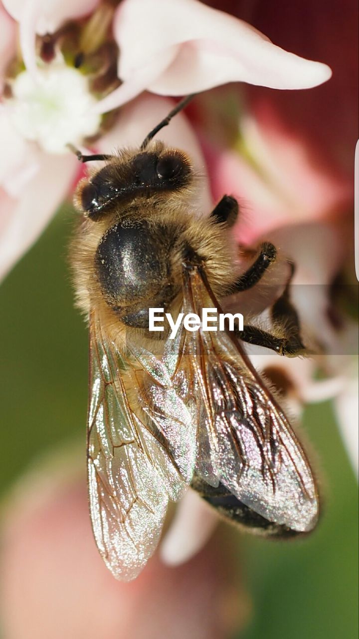 Close-up of bee pollinating on flower