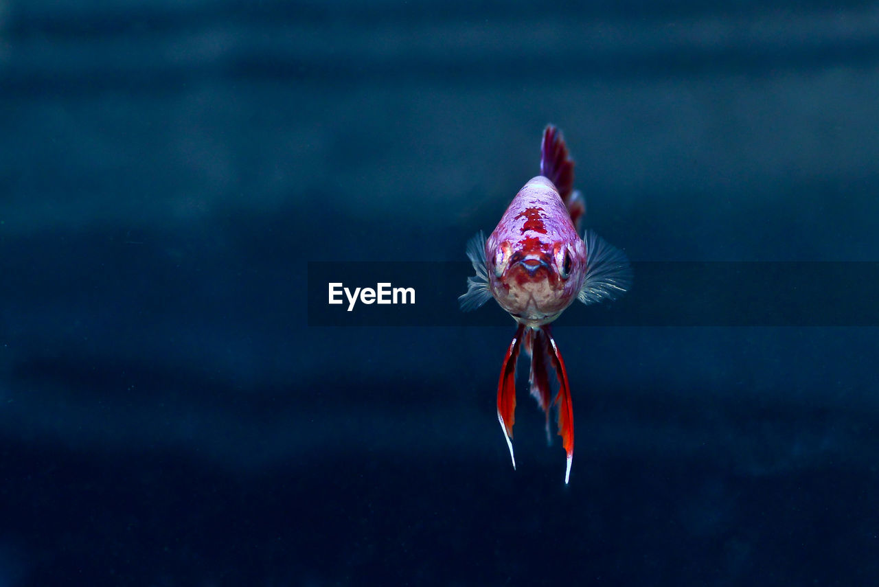 Close-up of jellyfish swimming in sea