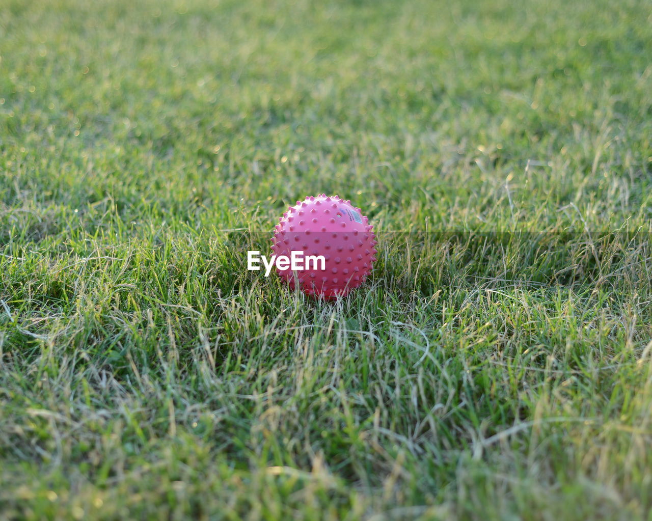 Red ball in grass