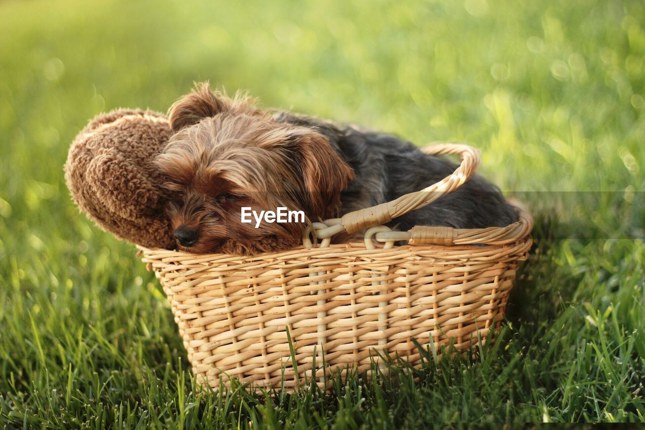 Dog in basket on grass