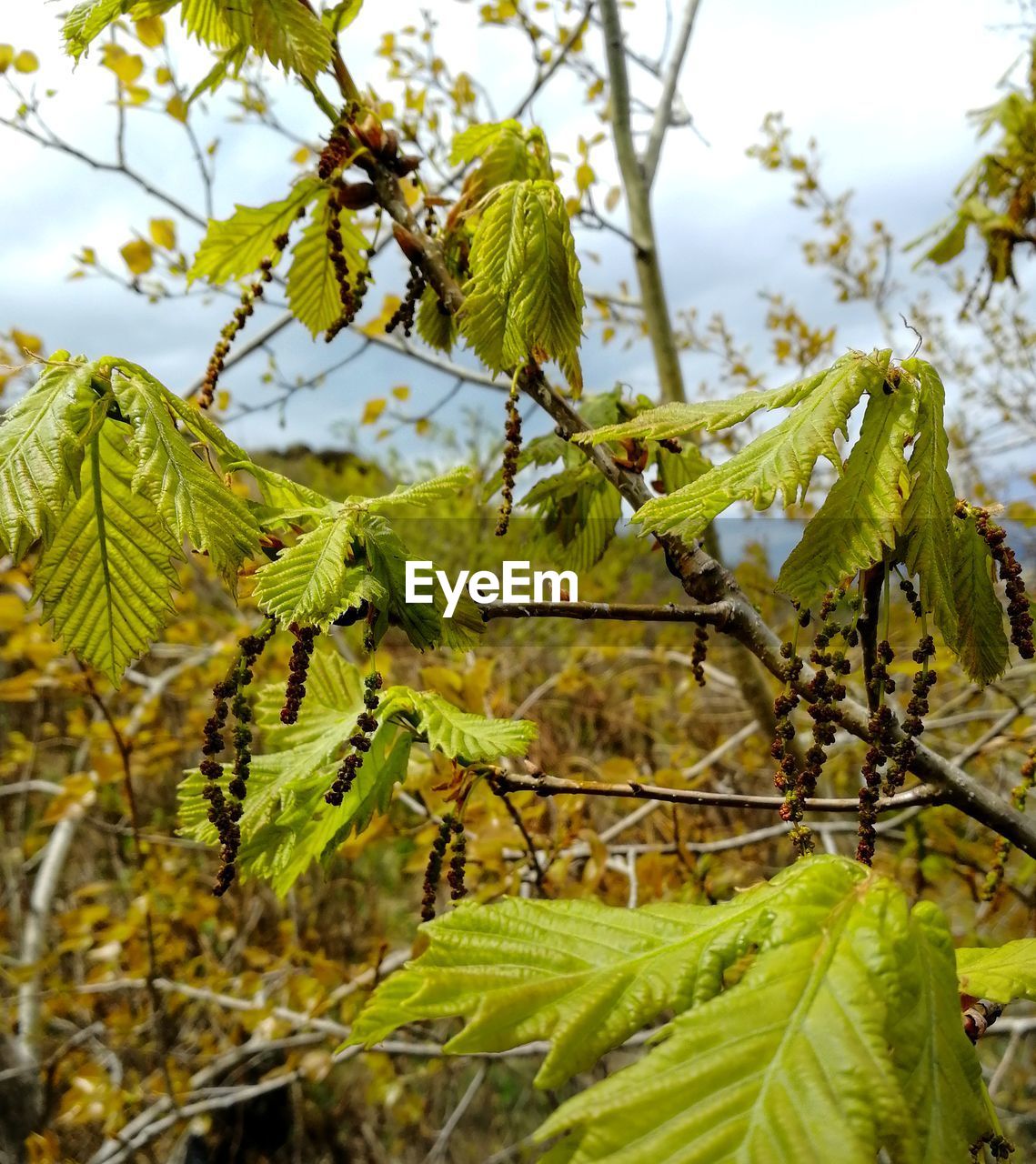 CLOSE-UP OF FRESH GREEN PLANT WITH TREE