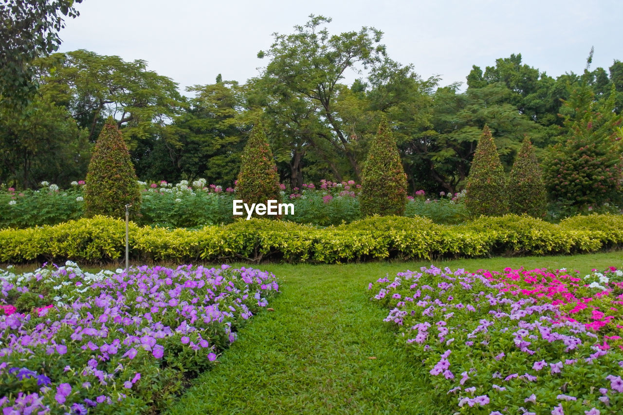 View of flowering plants in garden