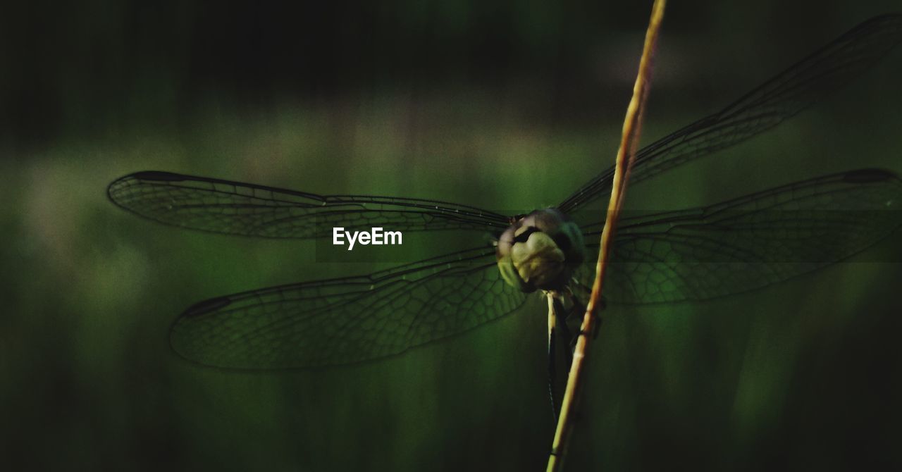 Close-up of dragonfly on plant