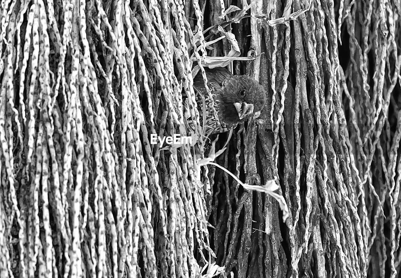 CLOSE-UP OF TREE TRUNK